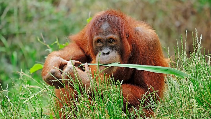 orang utan.JPG