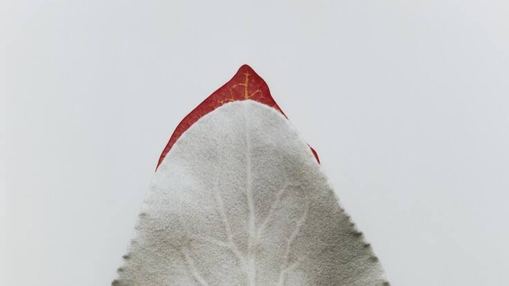 Bolero_Leaves_07.tif