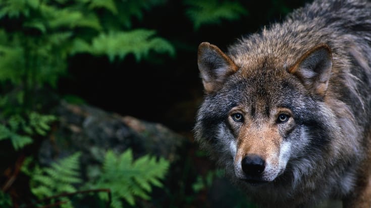 Wolf