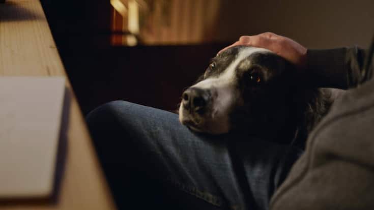 Hund_haustiere_Fressnapf