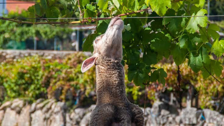 file851ibpestlebdn53utp