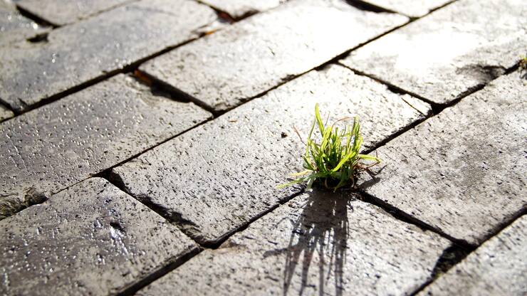 Gras zwischen Pflastersteinen