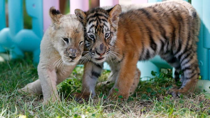 BEIJING, CHINA - AUGUST 23: A Siberian Tiger cub and an African lion cub play at the Beijing Wildlife Park on August 23, 2018 in Beijing, China. A Golden Retriever dog milked eight abandoned cubs, including two Spotted Hyenas, two Siberian Tigers, one white tiger and one African lion. They have become friends under the care of keepers in Beijing. (Photo by Fu Tian/China News Service/VCG via Getty Images)