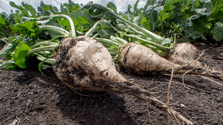 Zuckerrübe