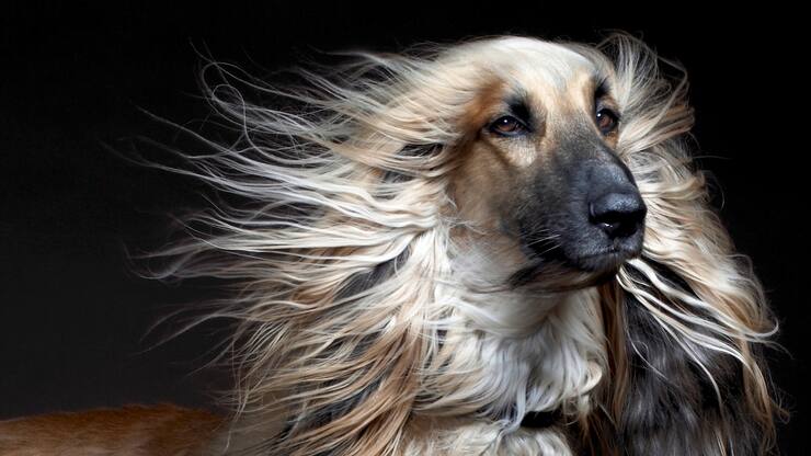 Der Stellenwert von Haustieren ist auf einem Allzeithoch. In vielen Haushalten haben also Katzen und Hunde das Sagen.