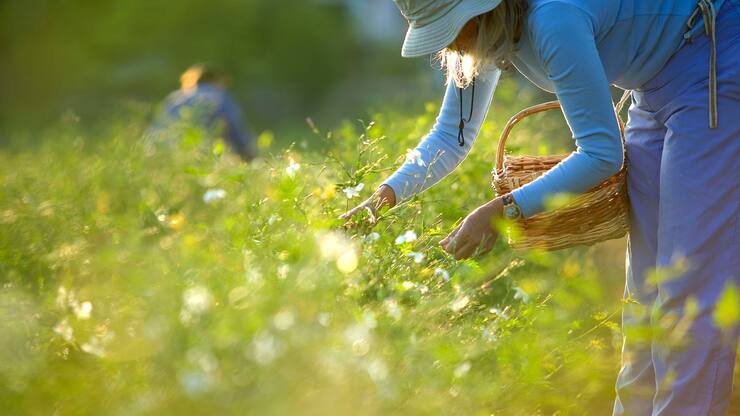 France, Alpes Maritimes, Plascassier, Domaine de Manon, jasmine (jasminum grandiflorum) picking
