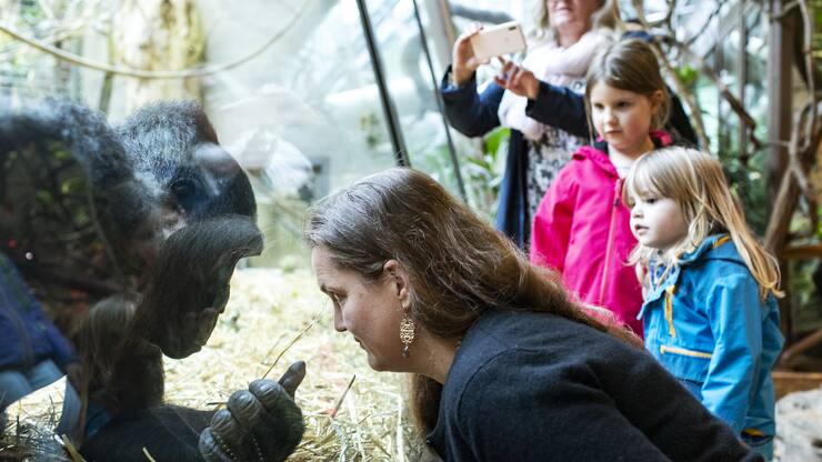 Menschen beobachten die Gorillas im Zoo Zuerich am Samstag, 6. Juni 2020. Der Zoo Zuerich ist ab heute wieder geoeffnet. (KEYSTONE/Alexandra Wey)