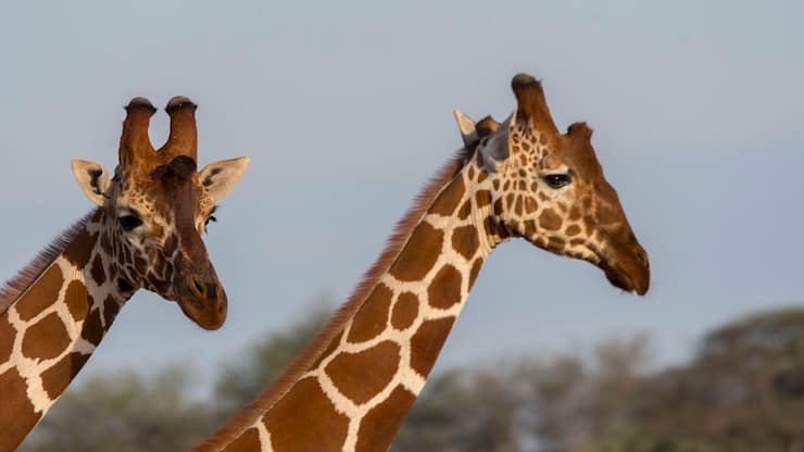 KENYA - 2018/08/20: Close-up of two reticulated giraffes (Giraffa reticulata) in the Samburu National Reserve in Kenya. (Photo by Wolfgang Kaehler/LightRocket via Getty Images)
