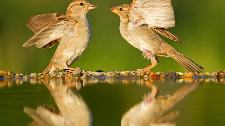 Haussperling Spatz Vogel