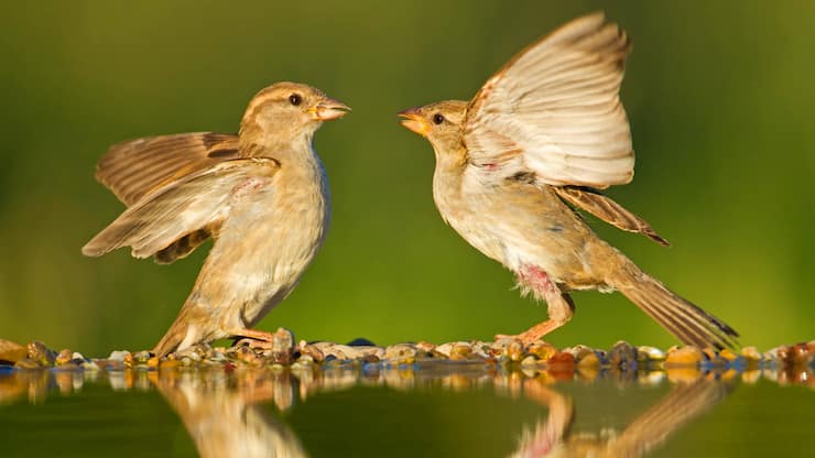 Haussperling Spatz Vogel
