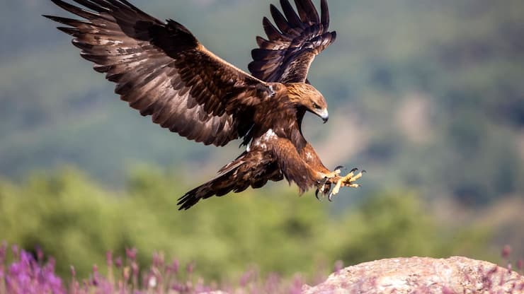 imago images 102596276 Steinadler