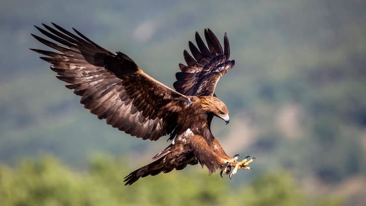 Steinadler, Stein-Adler Aquila chrysaetos, landet auf einem Felsblock, Seitenansicht, Spanien golden eagle Aquila chrysaetos, landing on a boulder, side view, Spain BLWS623481 *** Golden eagle, Stein Adler Aquila chrysaetos , landing on a boulder, side view, Spain golden eagle Aquila chrysaetos , landing on a boulder, side view, Spain BLWS623481 Copyright: xblickwinkel/AGAMI/O.xDiezx 
