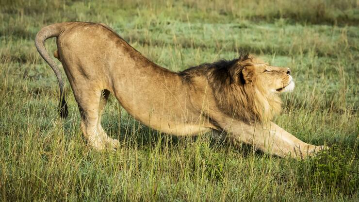 Male lion (Panthera leo) stretches in grass facing right, Serengeti; Tanzania PUBLICATIONxINxGERxSUIxAUTxONLY Copyright: NickxDale 12556281  