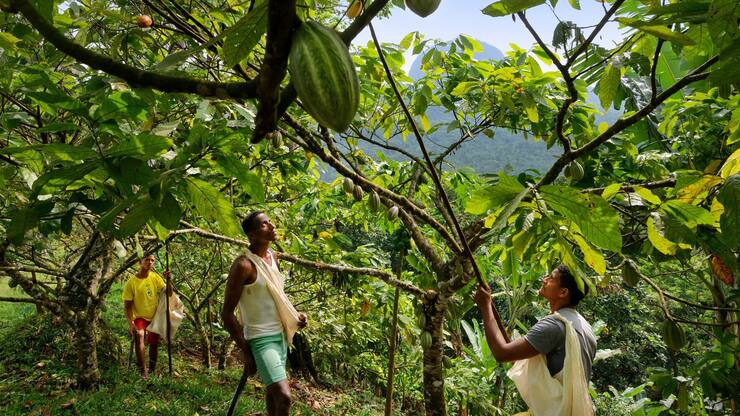 Schokolade Kakao Ernte