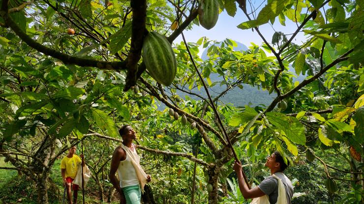 Sao Tome und Principe, Insel Principe, Kakaoplantage Terreiro Velho von Claudio Corallo, Kakaoernte, Kakao, Kakaobaum, Kakaofruechte, Kakaofrucht, Ernte, Exportprodukt, Export, Schokoladenherstellung, Kakaoherstellung, Landwirtschaft, Plantage, Anbau, Afrika, Westafrika, Reise, Travel (c)