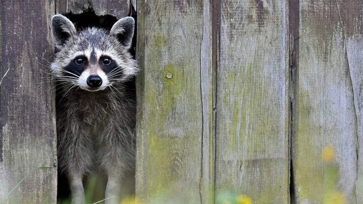 Ein Waschbär lugt durch eine schmale Öffnung eines Lattenzauns. Das Tier hatte hatte sich 2014 mehrere Tage im deutschen Sieversdorf aufgehalten.