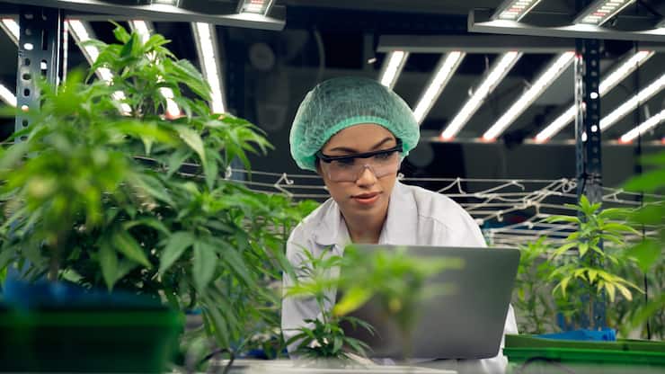 Der Markt für Marihuana wächst zwar kräftig, die niedrigen ­Eintrittshürden drückten aber auf die Preise.