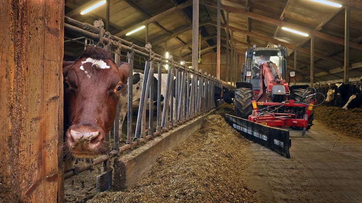 DEUTSCHLAND LANDWIRTSCHAFT - KUHSTALL