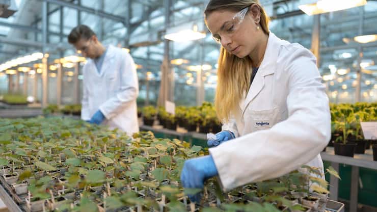 SCHWEIZ STEIN SYNGENTA FORSCHUNG ENTWICKLUNG