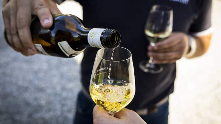 SCHWEIZ WEIN ERNTE YVORNE