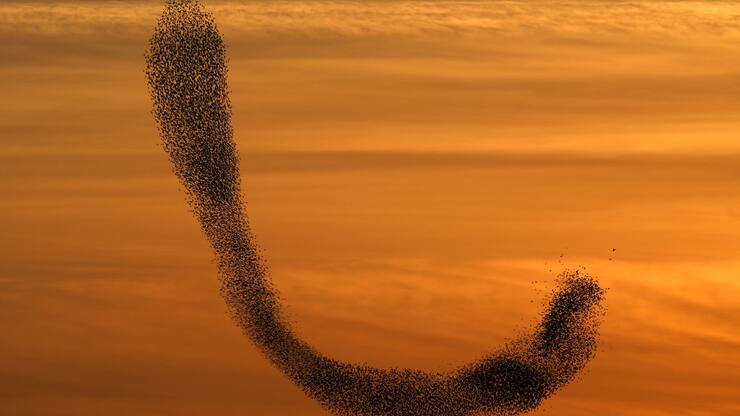 epa06494330 A flock of starling birds fly in formation at sunset near the Arab town of Rahat, southern Israel, 03 February 2018. EPA/ABIR SULTAN