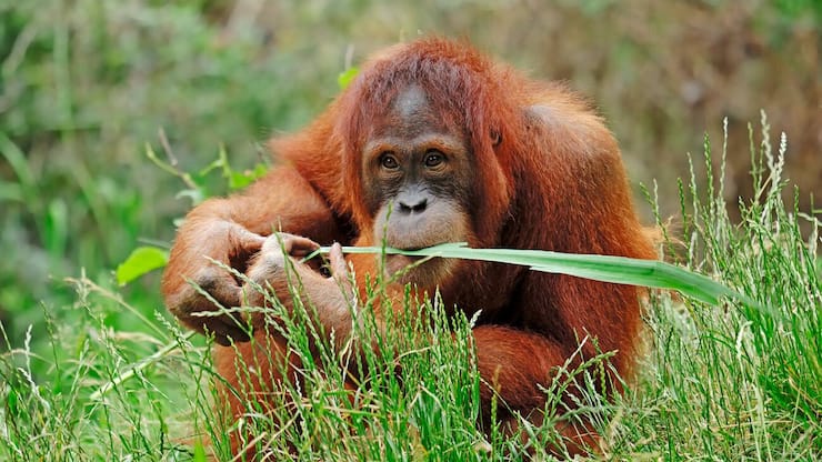 orang utan.JPG