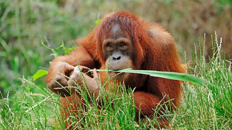 orang utan
