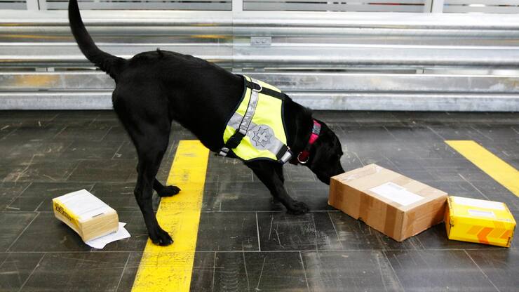 Ein Drogenhund der Schweizer Grenzwache beschnueffelt Briefe und Paeckchen, anlaesslich eines Medienrundganges im Briefzentrum Zuerich Muelligen am Donnerstag, 23. Juli 2009. (KEYSTONE/Steffen Schmidt)
