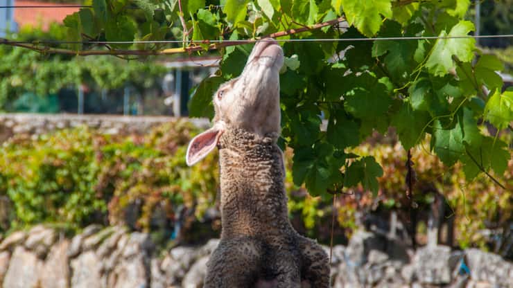 file851ibpestlebdn53utp