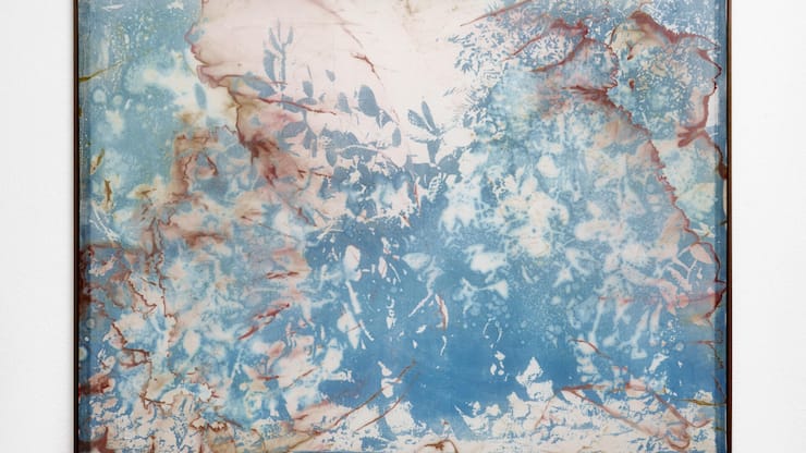 <p>Douglas Mandry «Untitled (Cacti)», 2025.</p>