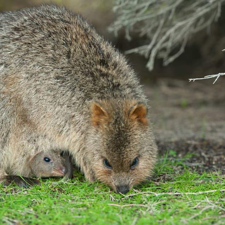 Quokka