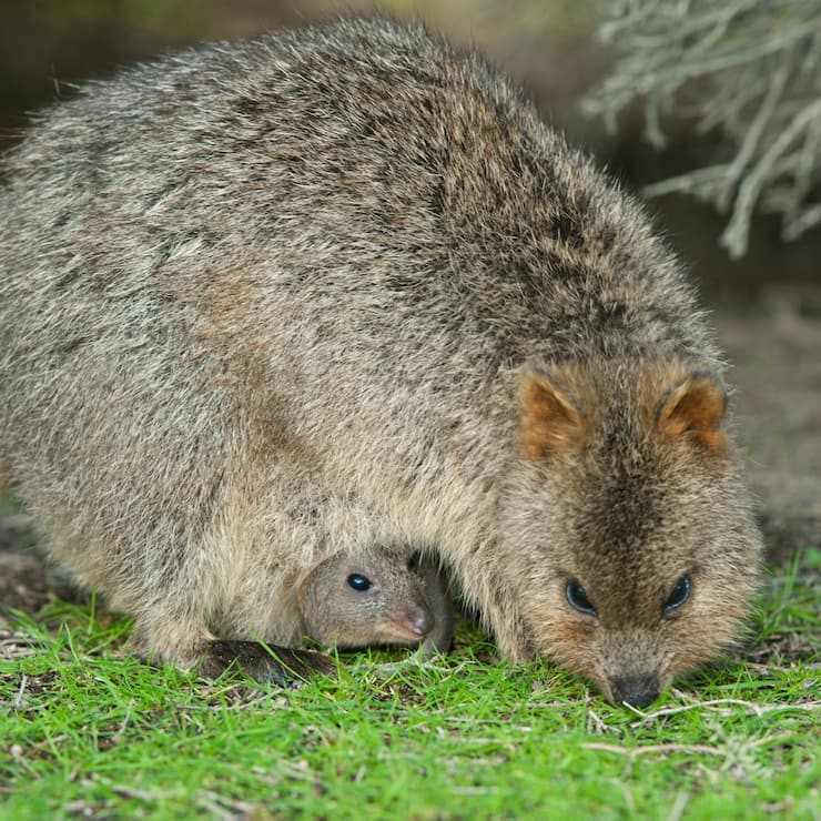 Quokka, mother feeding with Joey in pouch, Rottnest Island, Western Australia 