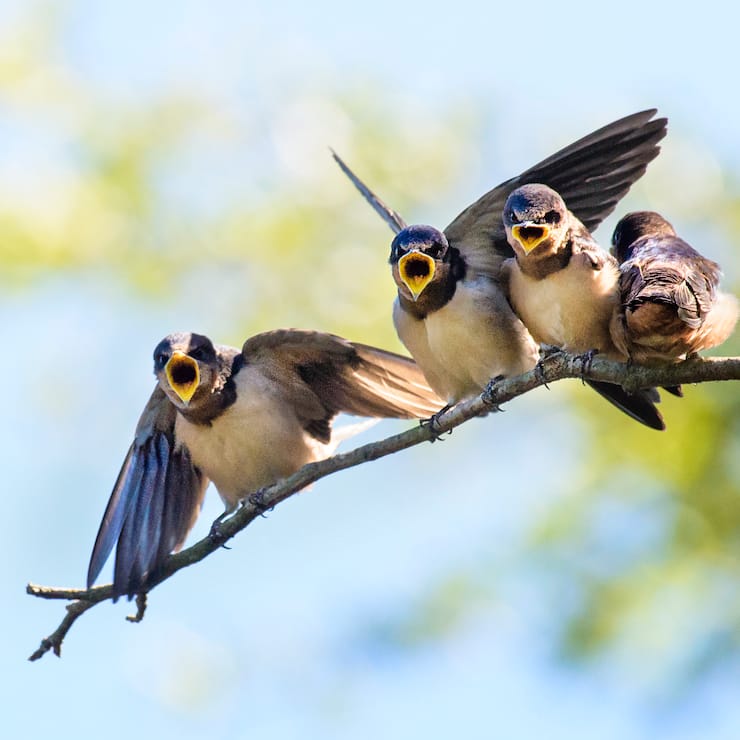 Close up of four Barn Swallow Chicks waiting to be fed at Bayard Cutting Arboretum, Long Island, NY.