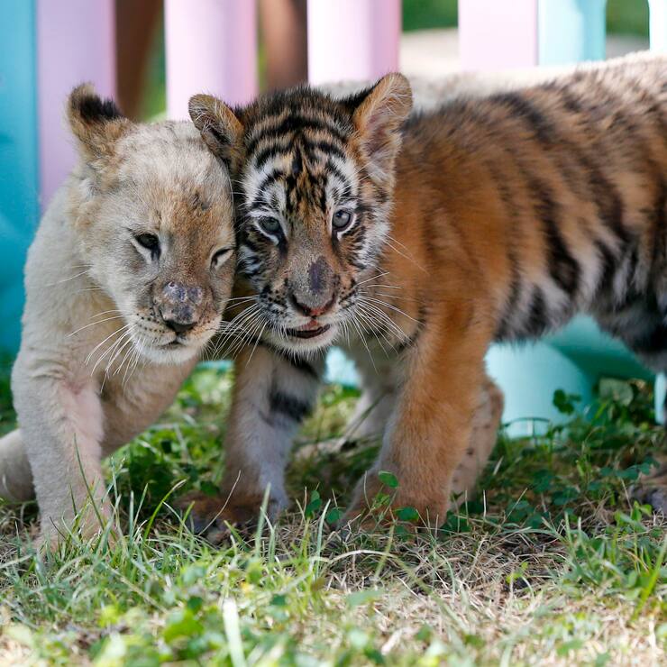 BEIJING, CHINA - AUGUST 23: A Siberian Tiger cub and an African lion cub play at the Beijing Wildlife Park on August 23, 2018 in Beijing, China. A Golden Retriever dog milked eight abandoned cubs, including two Spotted Hyenas, two Siberian Tigers, one white tiger and one African lion. They have become friends under the care of keepers in Beijing. (Photo by Fu Tian/China News Service/VCG via Getty Images)