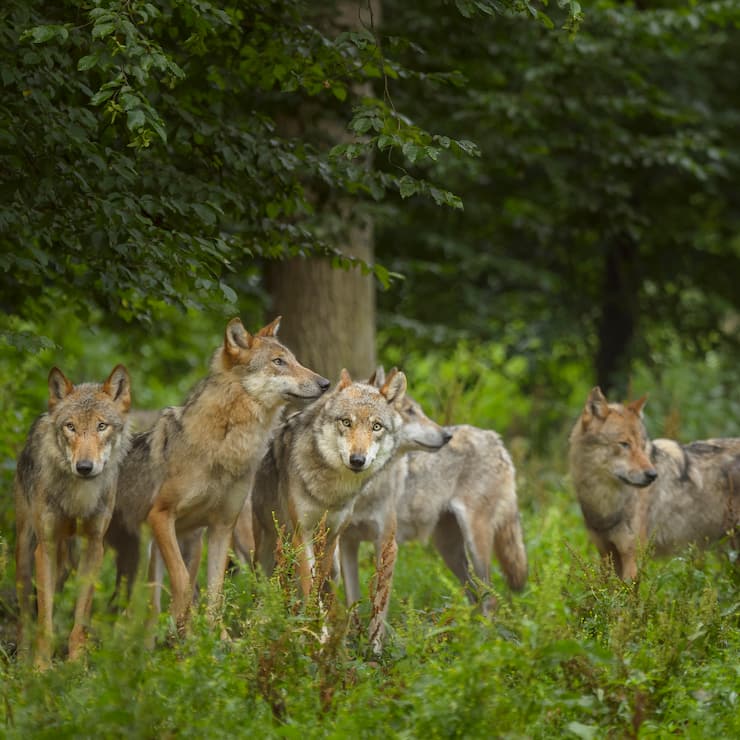 Wolfsrudel