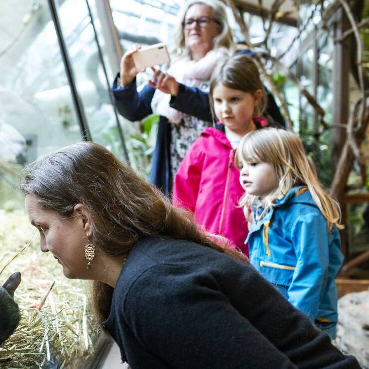 Menschen beobachten die Gorillas im Zoo Zuerich am Samstag, 6. Juni 2020