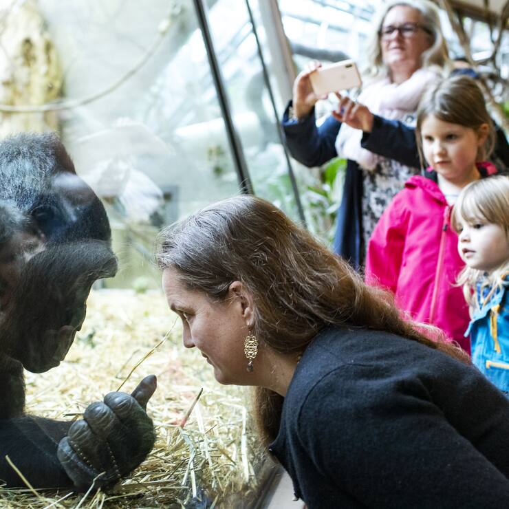 Menschen beobachten die Gorillas im Zoo Zuerich am Samstag, 6. Juni 2020. Der Zoo Zuerich ist ab heute wieder geoeffnet. (KEYSTONE/Alexandra Wey)