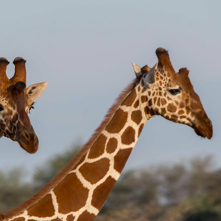 KENYA - 2018/08/20: Close-up of two reticulated giraffes (Giraffa reticulata) in the Samburu National Reserve in Kenya. (Photo by Wolfgang Kaehler/LightRocket via Getty Images)