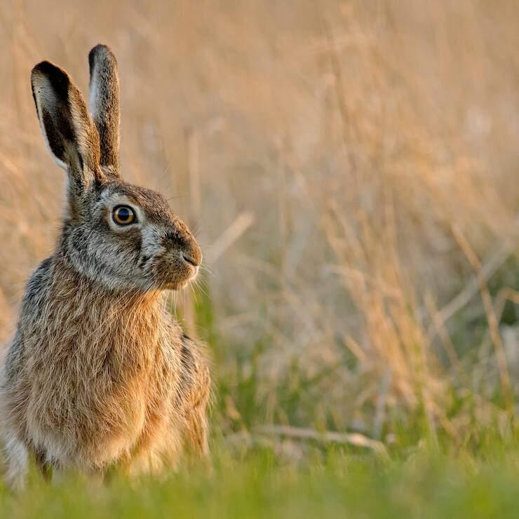 Hase