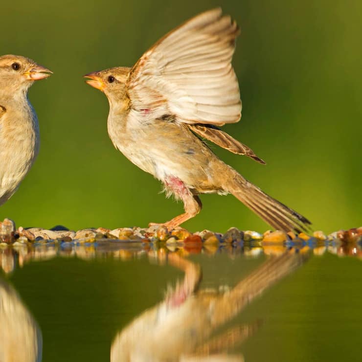 Haussperling Spatz Vogel