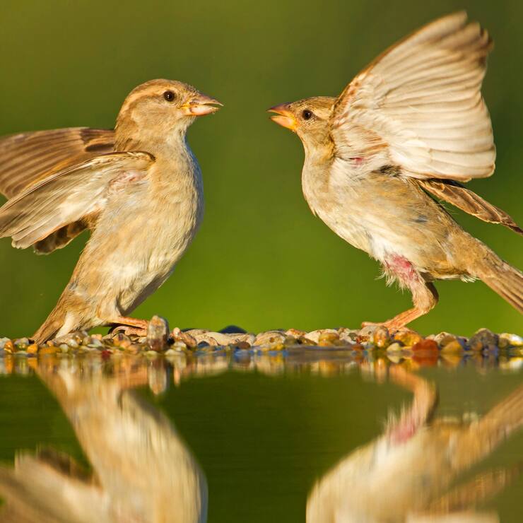 Haussperling Spatz Vogel