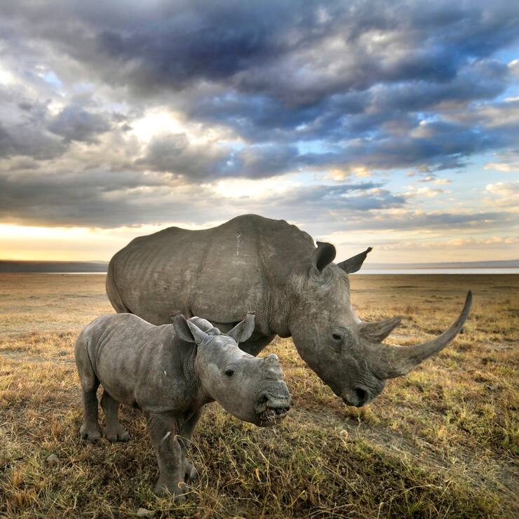 A white rhino and her baby head towards home after a long day of grazing in Nakuru.