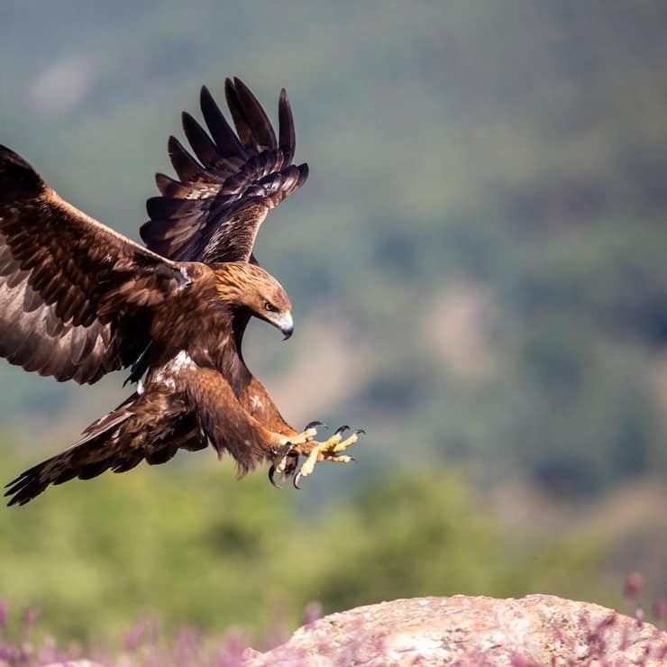 imago images 102596276 Steinadler