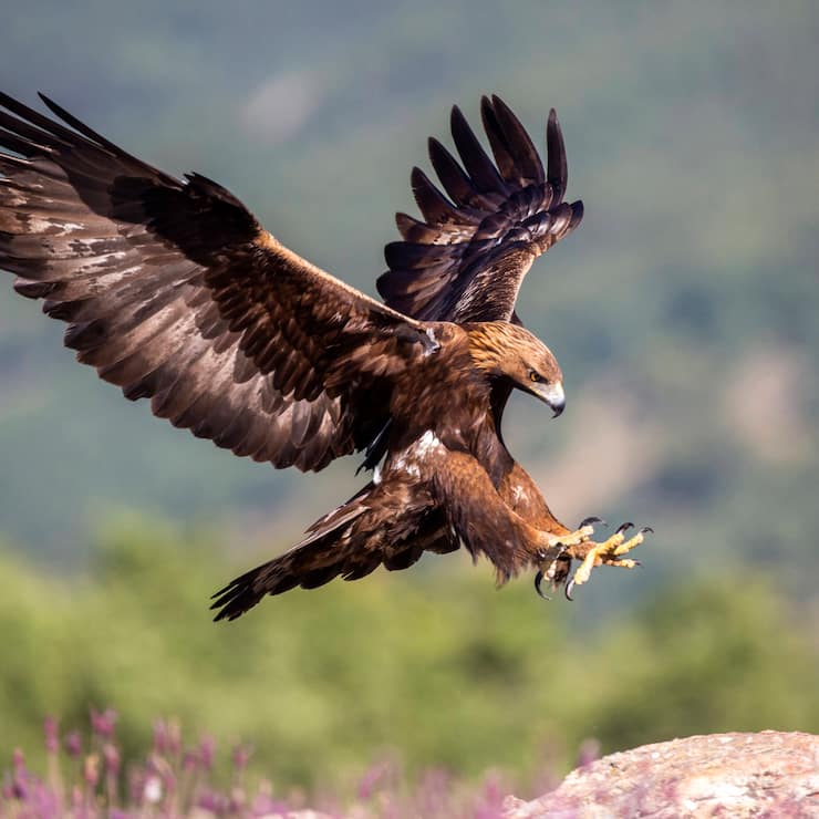 Steinadler, Stein-Adler Aquila chrysaetos, landet auf einem Felsblock, Seitenansicht, Spanien golden eagle Aquila chrysaetos, landing on a boulder, side view, Spain BLWS623481 *** Golden eagle, Stein Adler Aquila chrysaetos , landing on a boulder, side view, Spain golden eagle Aquila chrysaetos , landing on a boulder, side view, Spain BLWS623481 Copyright: xblickwinkel/AGAMI/O.xDiezx 