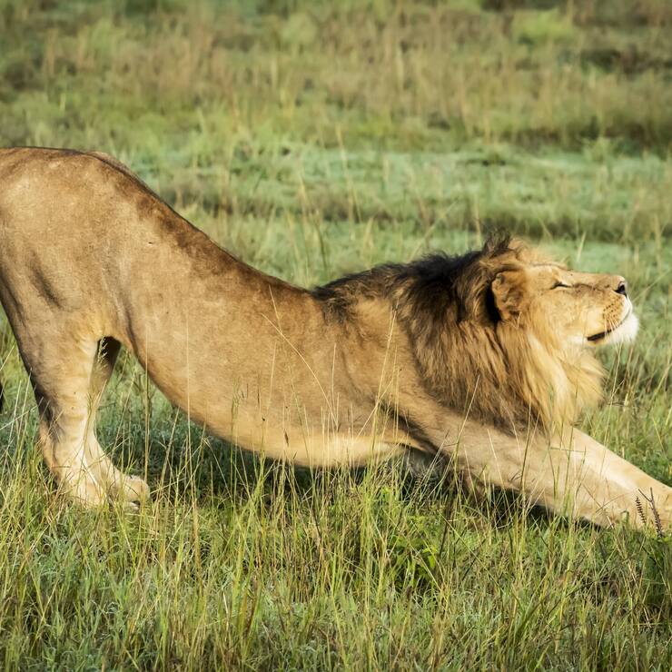 Male lion (Panthera leo) stretches in grass facing right, Serengeti; Tanzania PUBLICATIONxINxGERxSUIxAUTxONLY Copyright: NickxDale 12556281  
