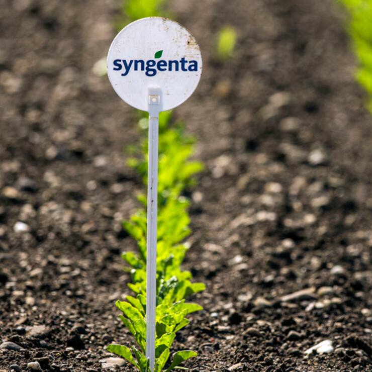 Syngenta