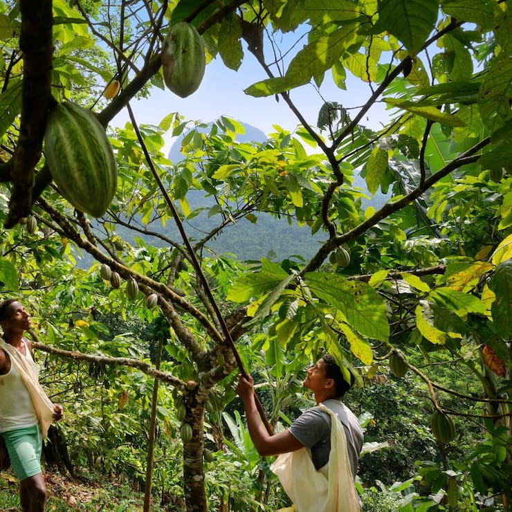 Schokolade Kakao Ernte