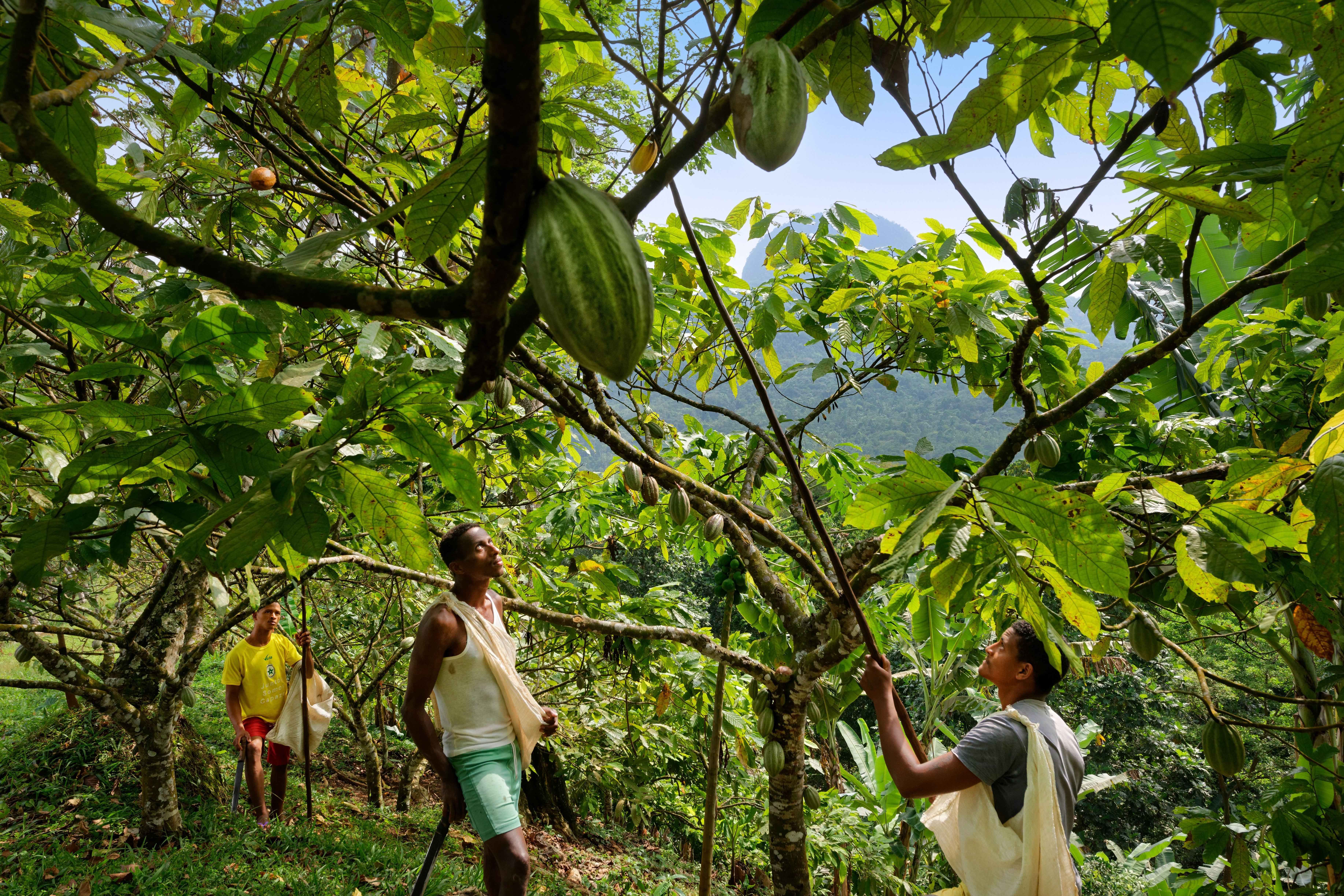 Sao Tome und Principe, Insel Principe, Kakaoplantage Terreiro Velho von Claudio Corallo, Kakaoernte, Kakao, Kakaobaum, Kakaofruechte, Kakaofrucht, Ernte, Exportprodukt, Export, Schokoladenherstellung, Kakaoherstellung, Landwirtschaft, Plantage, Anbau, Afrika, Westafrika, Reise, Travel (c)