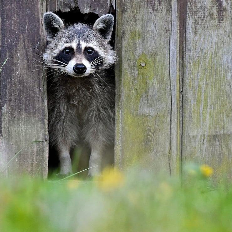Ein Waschbär lugt durch eine schmale Öffnung eines Lattenzauns. Das Tier hatte hatte sich 2014 mehrere Tage im deutschen Sieversdorf aufgehalten.