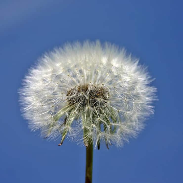 pusteblume.jpg